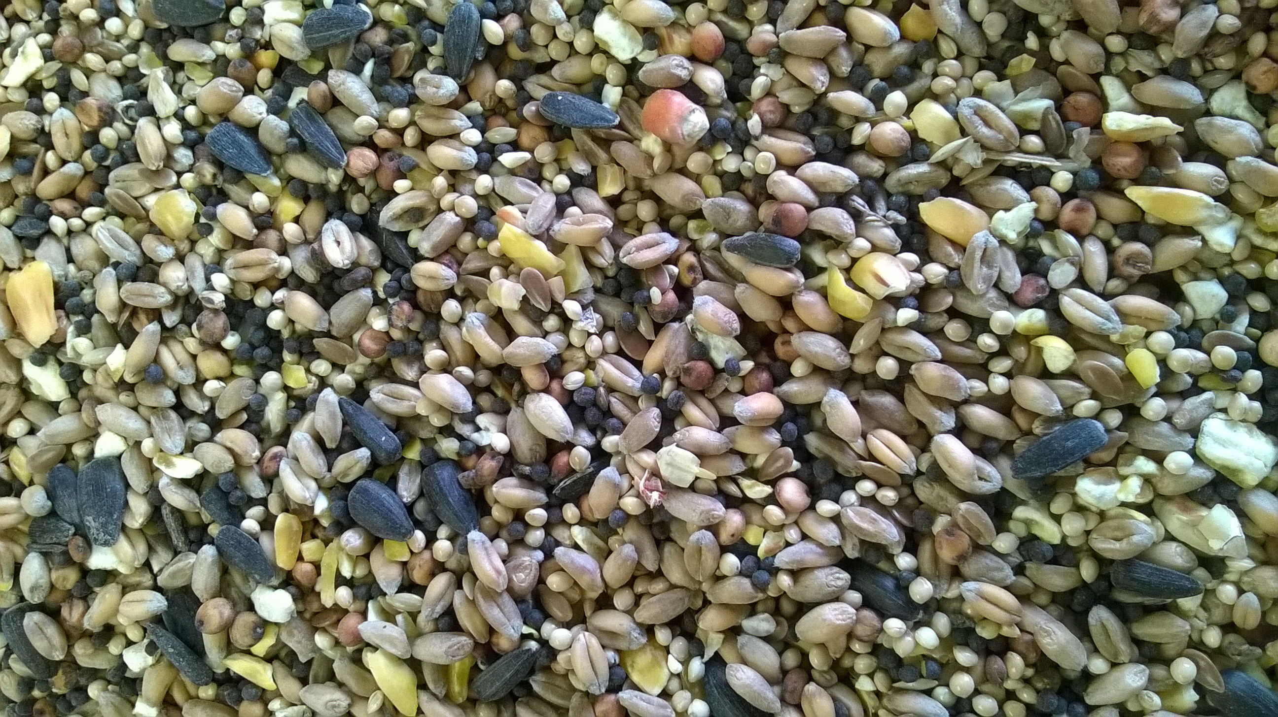 Coarse Wild Bird Seed available from Ponderosa
