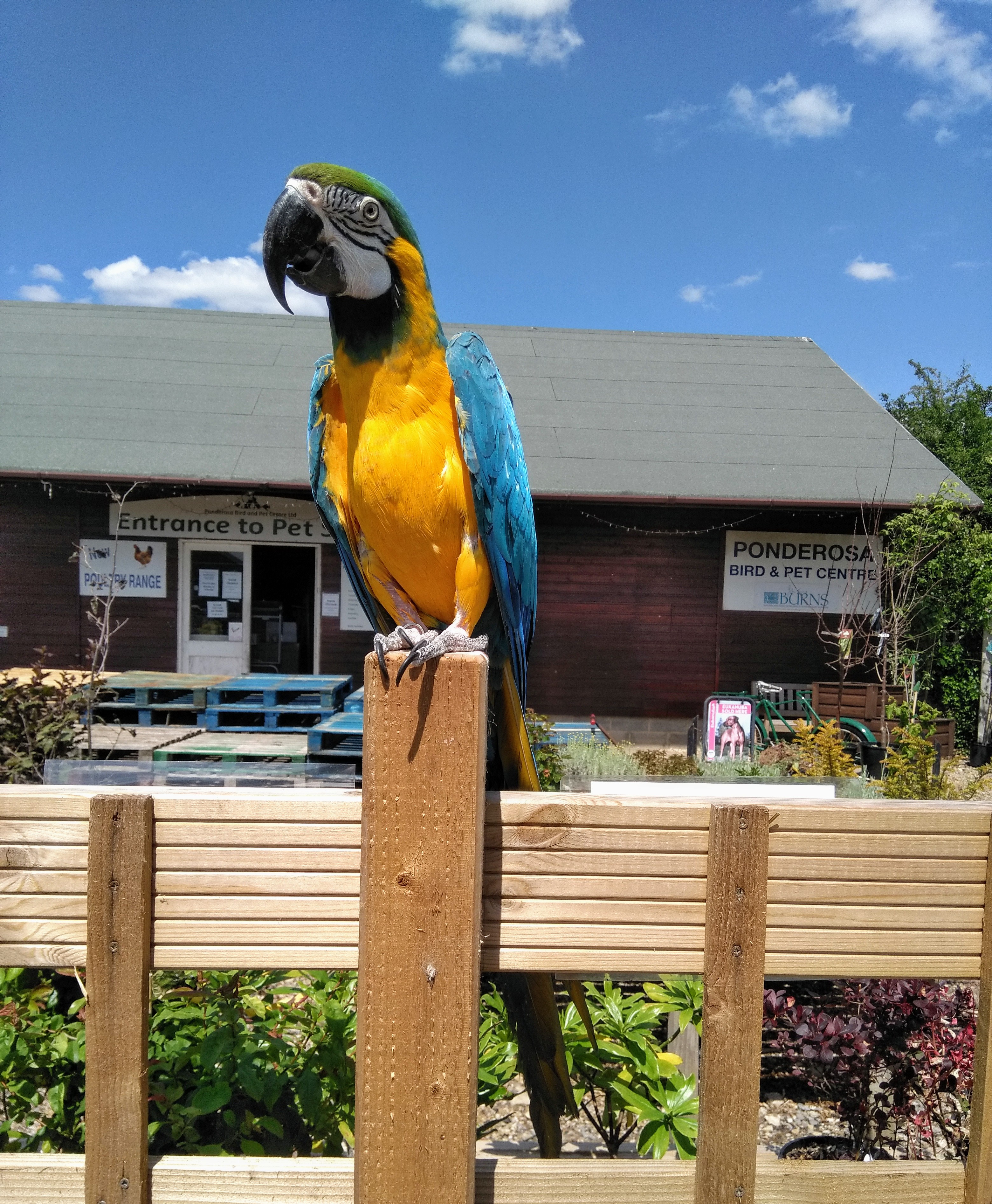 pet shops cheltenham